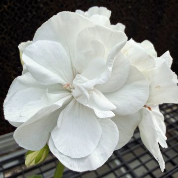 Geranium Calliope® Large White- 4 1/3"