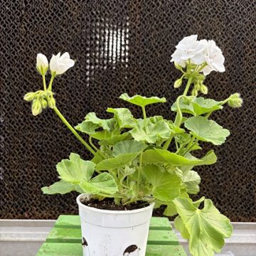 Geranium Calliope® Large White- 4 1/3"