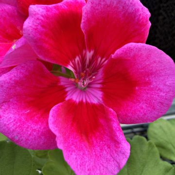 Geranium Calliope® Large Lavender Mega Splash