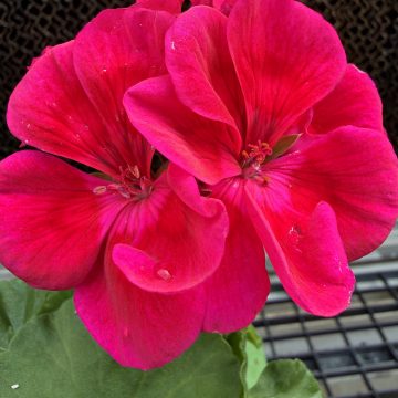 Geranium 'Mojo™ Cranberry Splash' - 4 1/3"