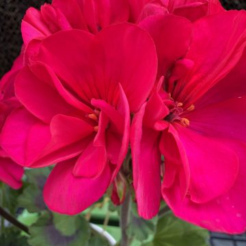 Geranium 'Mojo™ Magenta' - 4 1/3"
