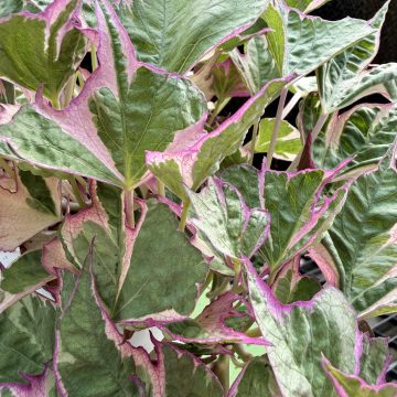 Ipomoea Tricolor, Sweet Potato Vine - 4 1/3" pot
