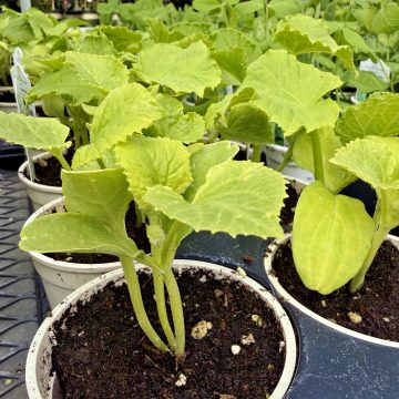 Muskmelon 'Dulce Nectar' -3½" pot