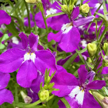 Lobelia Regatta Rose - 4 pak