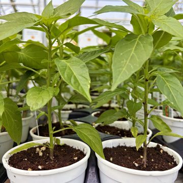 Pepper Chile De Arbol - 3½" pot