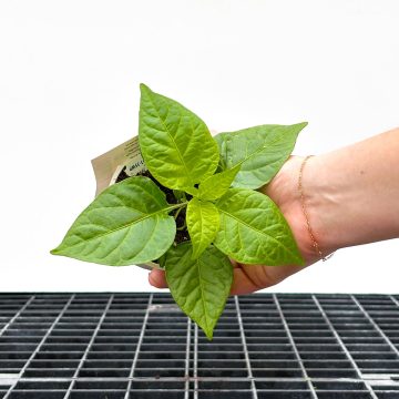 Pepper Hot Carolina Reaper - 3½" pot