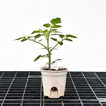 Tomato Slicer 'Purple Zebra' - 3½" pot