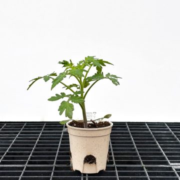 Tomato Cherry 'Ruby Crush' - 3½" pot