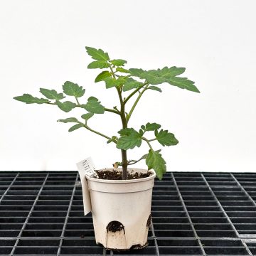 Tomato Cherry 'Sungold' - 3½" pot