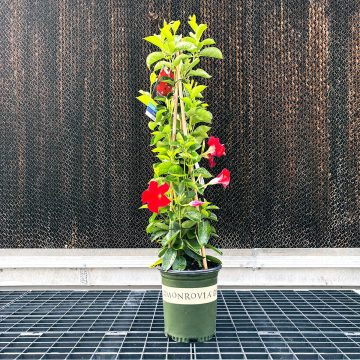 MANDEVILLA 'Sundenia® Crimson', SIZE #1