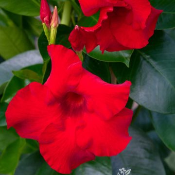 MANDEVILLA 'Sundenia® Red Improved', SIZE #1