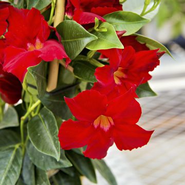 MANDEVILLA 'Sundenia® Red Improved', SIZE #2