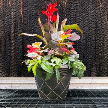 Combination 'Nancy's Dream' - 17" Estate Pot
