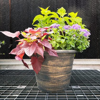 Combination ‘Plum Sky’ – 14″ Garden to Go