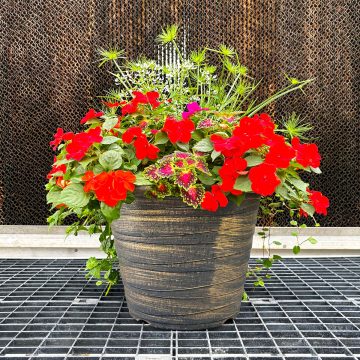 Combination 'Tropical Escape' - 14" Garden to Go