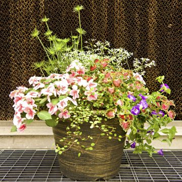 Combination 'Tropical Escape' - 14" Garden to Go