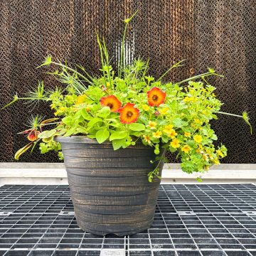 Combination ‘Western Dream’ – 14″ Garden to Go