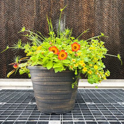 Combination ‘Western Dream’ – 14″ Garden to Go
