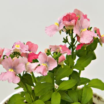 Nemesia Whimsy™ Appleblossom - 4 1/3" Pot