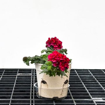 Verbena Lascar™ Vampire - 4 1/3" Pot