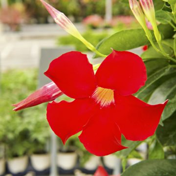 MANDEVILLA 'Sundenia® Suprema Crimson', SIZE #5