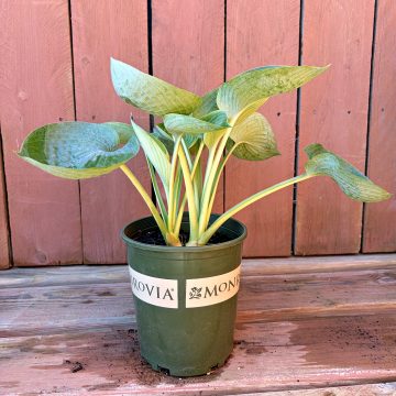 HOSTA 'ABIQUA DRINKING GOURD', SIZE #1