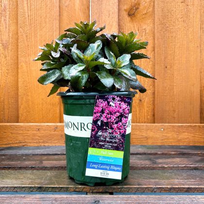 SEDUM ‘Nova® Cherry Fizz’, SIZE #1