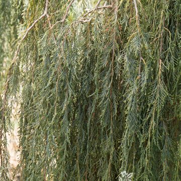 TOLLESON'S WEEPING JUNIPER, SIZE #5