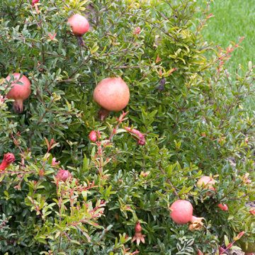 Punica, Dwarf Pomegranate - Size #2