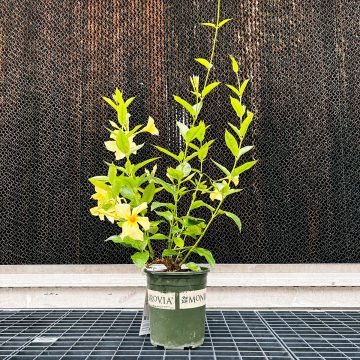 MANDEVILLA 'Sun Parasol® Sunbeam', SIZE #1