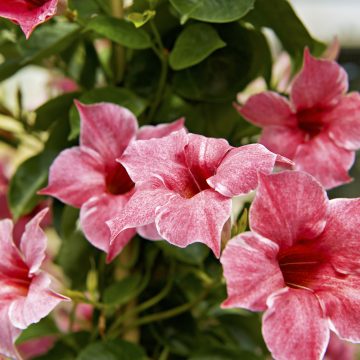 MANDEVILLA 'Sun Parasol® Original XP MAUVELOUS' #2