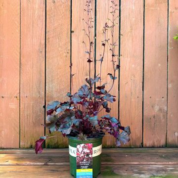 HEUCHERA 'Balboa Sunset®', SIZE #1