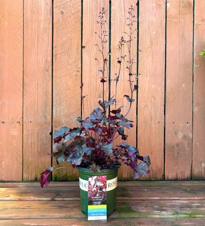 HEUCHERA 'Balboa Sunset®', SIZE #1