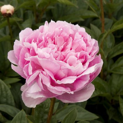 PAEONIA 'LADY ORCHID', SIZE #2