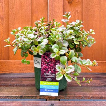 SEDUM ‘VOODOO’, SIZE #1
