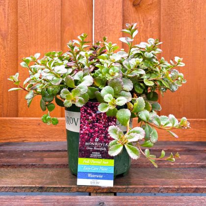 SEDUM ‘VOODOO’, SIZE #1