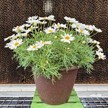 Argyranthemum Sassy® White - 10" Patio