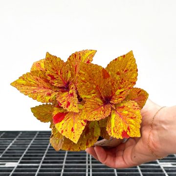 Coleus ChargedUp™ Marble Mania - 4 1/3" pot