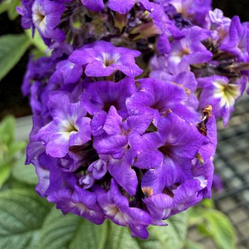 Heliotrope Fragrant Delight - 4 1/3" Pot
