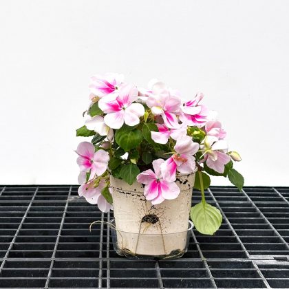 Impatiens Patchwork™ Pink Shades - 4 1/3" pot