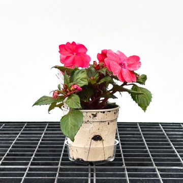 Impatiens SunPatiens® Compact Coral Pink - 4 1/3"