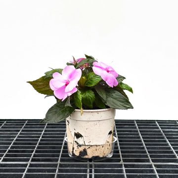 Impatiens SunPatiens® Compact Lavender Splash