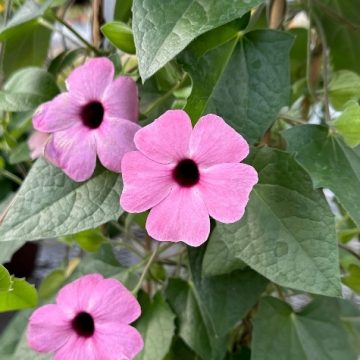 Thunbergia Sunny™ Rose Sensation- 13" Patio Pot