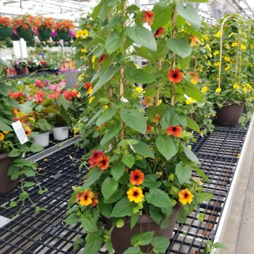 Thunbergia TowerPower™ Red- 13" patio pot