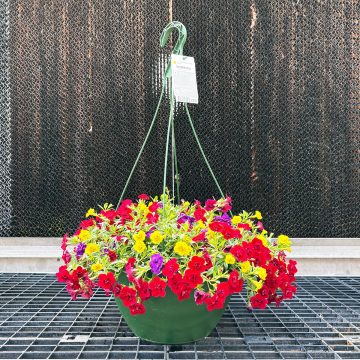 Calibrachoa Trixi® Double Date- 12" Basket