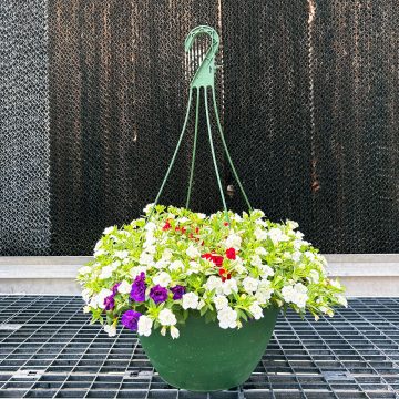 Calibrachoa Trixi® Star Spangled Glamour - 12"