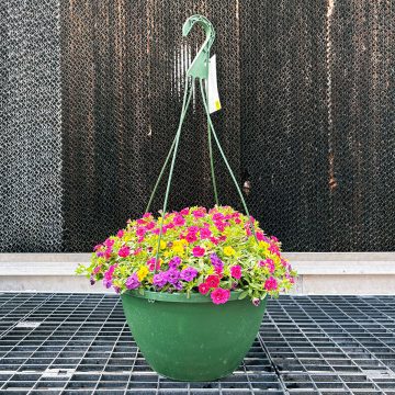 Calibrachoa Trixi® Evo-Centric -12" Basket