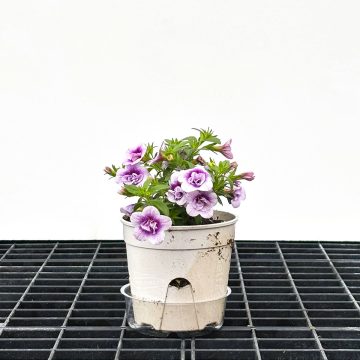 Calibrachoa MiniFamous® Neo Double Plumtastic