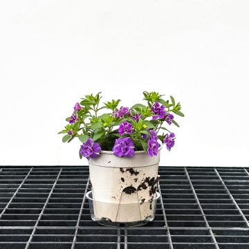 Calibrachoa MiniFamous® Uno Funtopia Blue- 4 1/3"