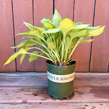 HOSTA 'JUNE', SIZE #1
